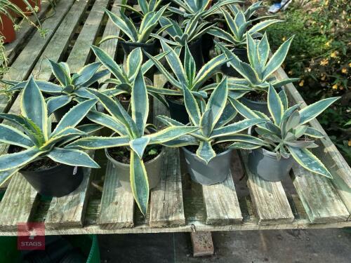 8 X AGAVE AMERICANA VARIEGATA