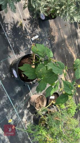 1 X ABUTILON VERSICOLOUR