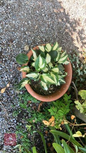 1 X HOSTA PLANT