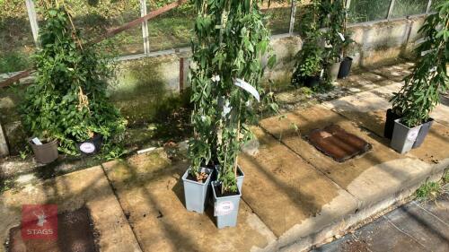 4 X PASSIFLORA COCUYENSIS SSP NOVA