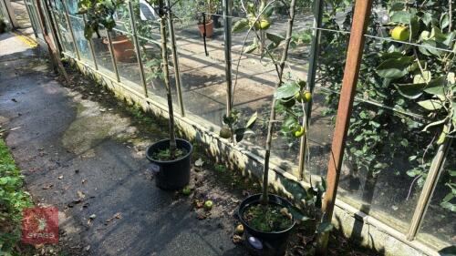 1 X FRUIT APPLE ORLEANS REINETTE