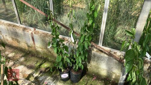 3 X THUNBERGIA COCCINEA