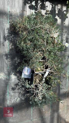 1 PART TRAY OF LAMPRANTHUS