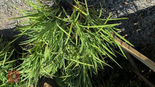 7 X SHIZOSTYLIS PINK PRINCESS