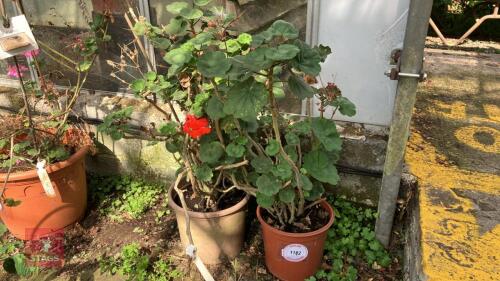 2 X MIXED UNKNOWN PLANTS