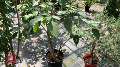 1 X BRUGMANISA DOUBLE WHITE