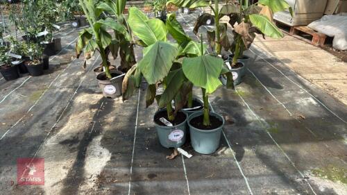 3 X MUSA BASJOO HARDY JAPANESS BANANA