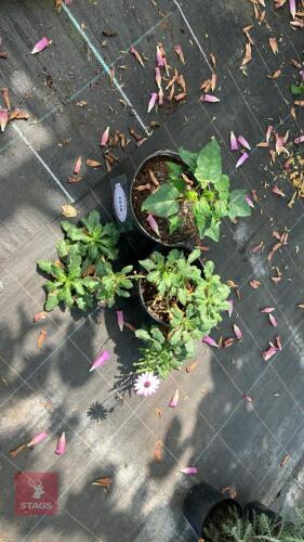 2 X MIXED PLANTS