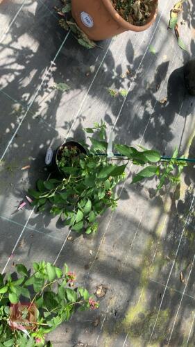 1 X IMPATIENS TINCTORIA