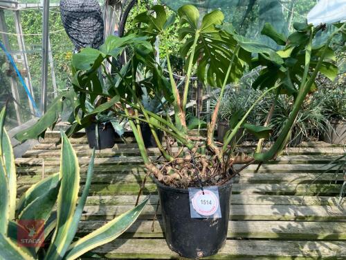 1 X MONSTERA DELICIOSA