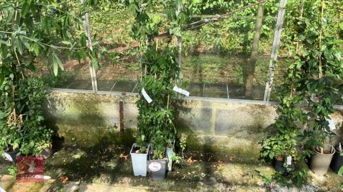 4 X PASSIFLORA COCUYENSIS SSP NOVA