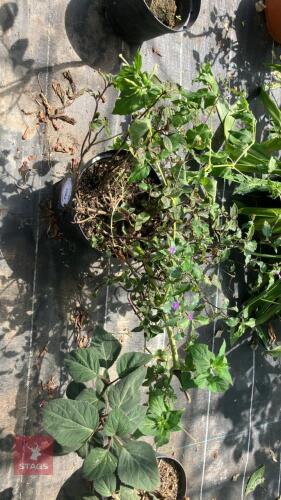 1 X UNKNOWN PLANT