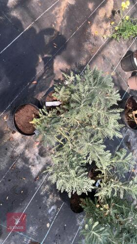 2 X EURYOPS PECTINATUS