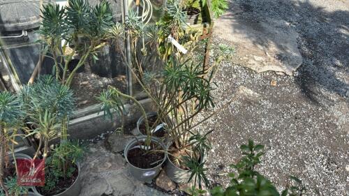 3 X EUPHORBIA CHARCIS WULFENII SPURGE