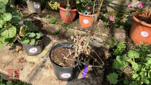 1 X GERANIUM GREEN SPECIES GIBBOSUM