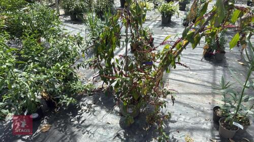 1 X PHYTOLACCA LAKA BOOM