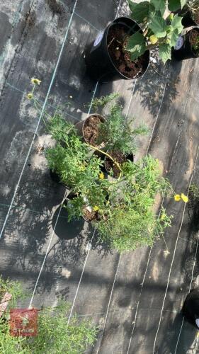 4 X ARGYRANTHEMUM