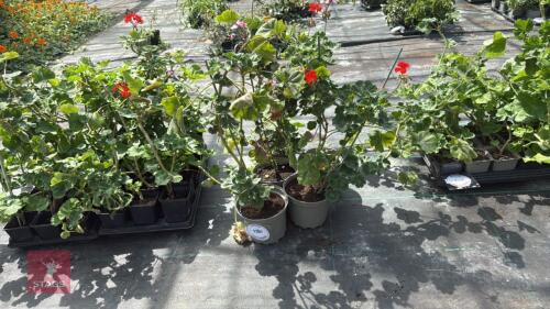 5 X PELARGONIUMS