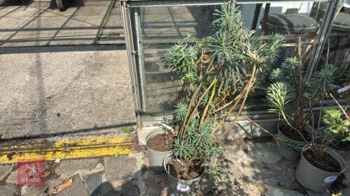 3 X EUPHORBIA CHARCIS WULFENII SPURGE