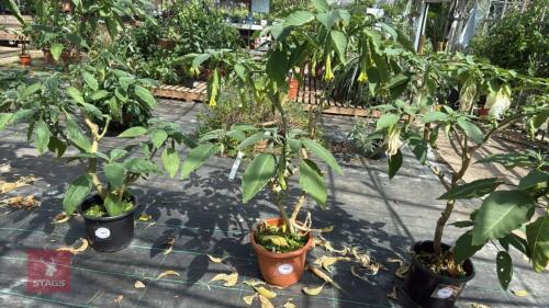 1 BRUGMANSIA DOUBLE WHITE ANGELS TRUMPET