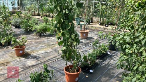1 X THUNBERGIA GRANDIFOLIA