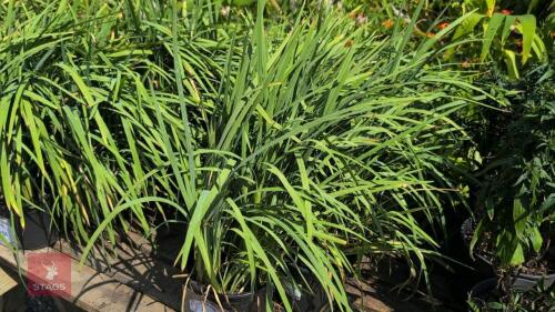 7 X SHIZOSTYLIS PINK PRINCESS