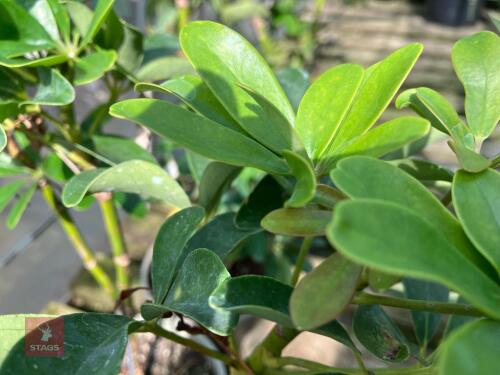 4 X SCHEFFLERA ''UMBELLA TREE''