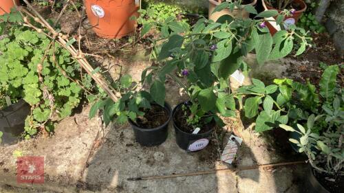2 X MIXED PLANTS