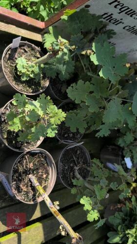 6 X MACLEAYA MICROCORPA