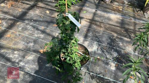 1 X PASSIFLORA LAVENDER LADY