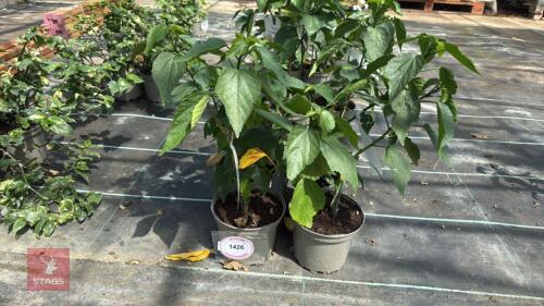 4 X MALVISCUS ARBOREUS SLEEPY MALLOW