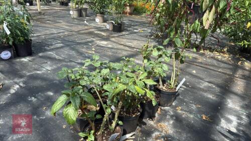 8 X IMPATIENS NIAMNIAMENSIS