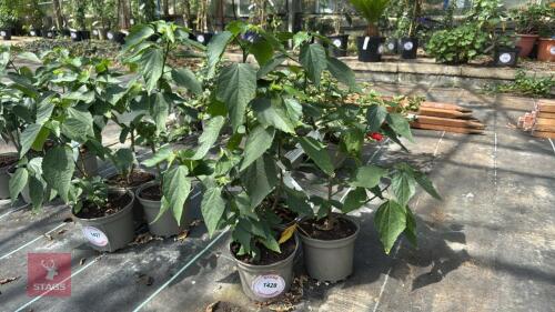 3 X MALVAUISCUS ARBOREUS SLEEPY MALLOW