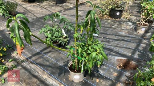 2 X IMPATIENS TINCTORIA