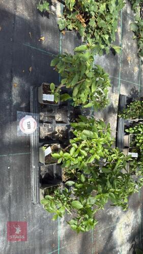 1 PART TRAY OF MIXED PLANTS
