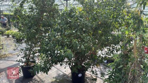 1 X CESTRUM AURANTICUM