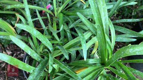 4 X AGAPANTHUS WHITE
