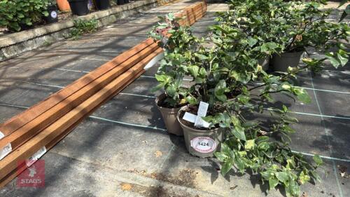 3 X TRADESCANTIA MAIDENS BLUSH