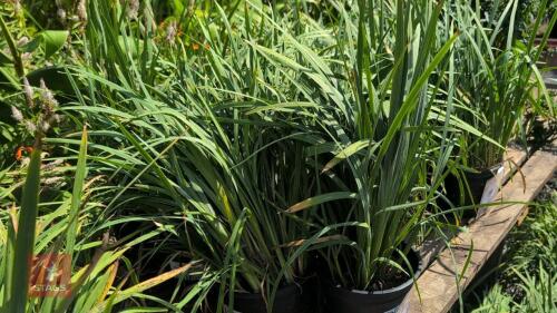 7 X SHIZOSTYLIS PINK PRINCESS