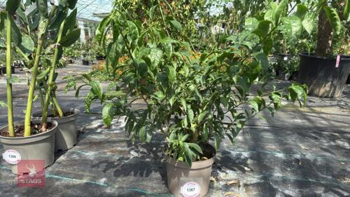 1 X CESTRUM NOCTURNUM