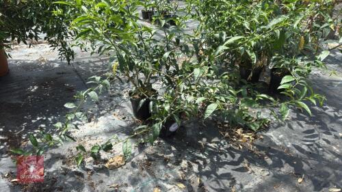 2 X CESTRUM NOCTURNUM
