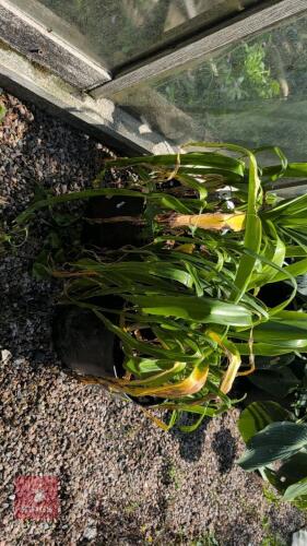2 X CRINUM X POWELLII