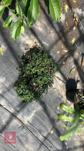 2 X TRADESCANTIA BRIDAL VEIL