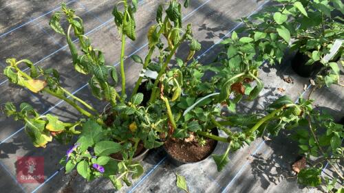 3 X IMPATIENS TINCTORIA