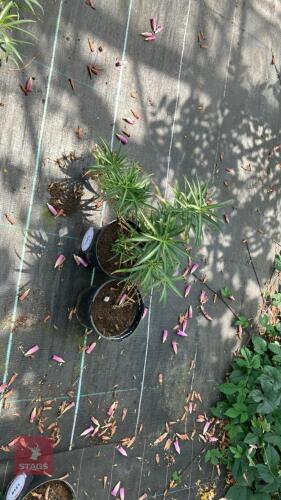 2 X LOBELIA LAXIFLORA ANGUSTIFLOIA