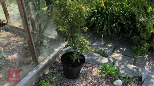 1 X ACER PALMATUM SANGO KAKU MAPLE TREE