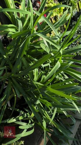 7 X AGAPANTHUS WHITE AFRICAN LILY