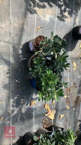 6 X PITTIOSPORUM TOBIRA