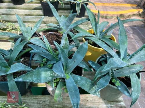 6 X AGAVE AMERICANA