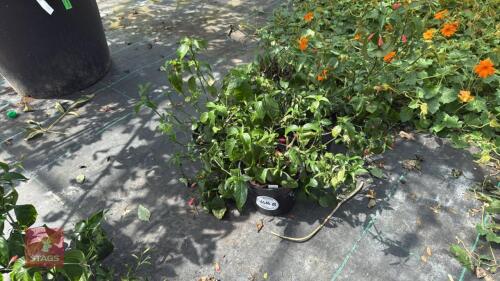 4 X RUELLIA AMEONA